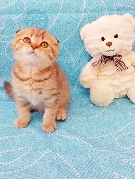 Золотой тигрёнок мальчик фолдик