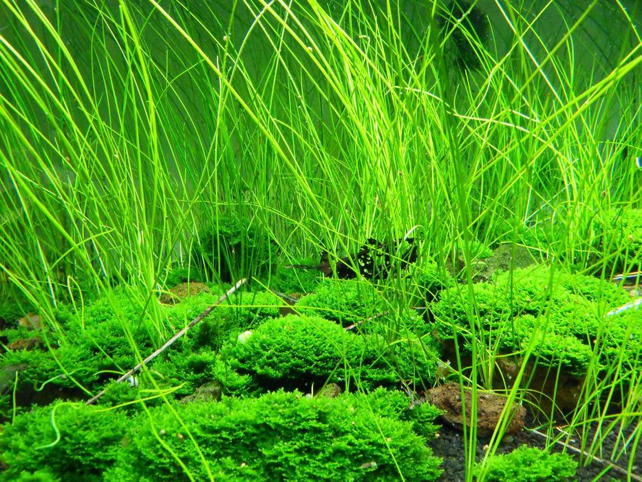 Ситняг Гигантский. Растения для аквариума