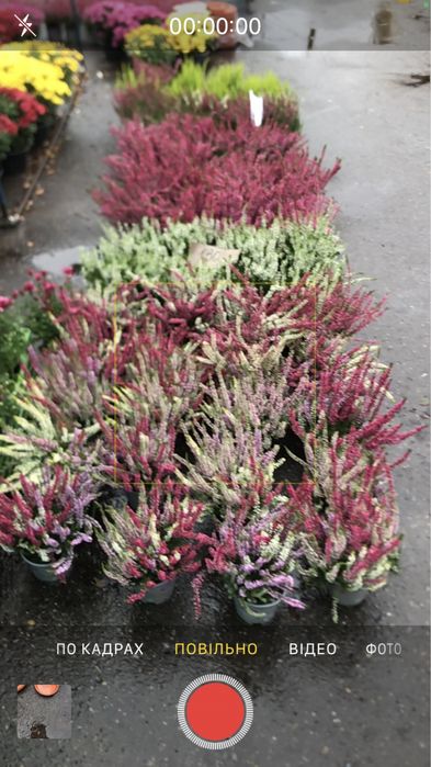 верес, хризантема