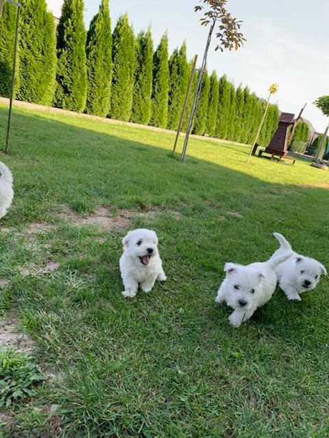 West Highland White Terrier gotowe do odbioru