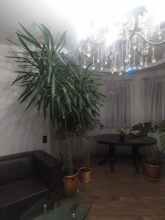 Продам юку.Кімнатна