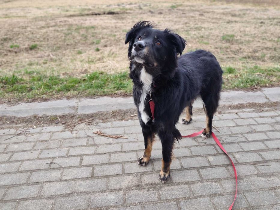 Misia duzy młody pies szuka domu