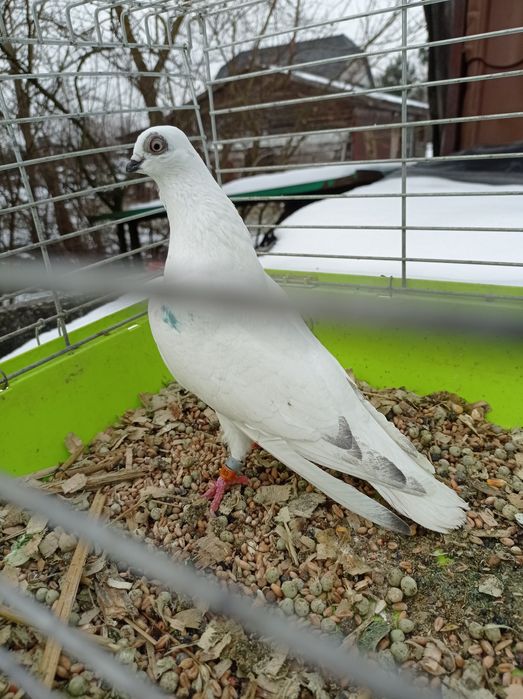 Gołębie ozdobne winery gołąb winer