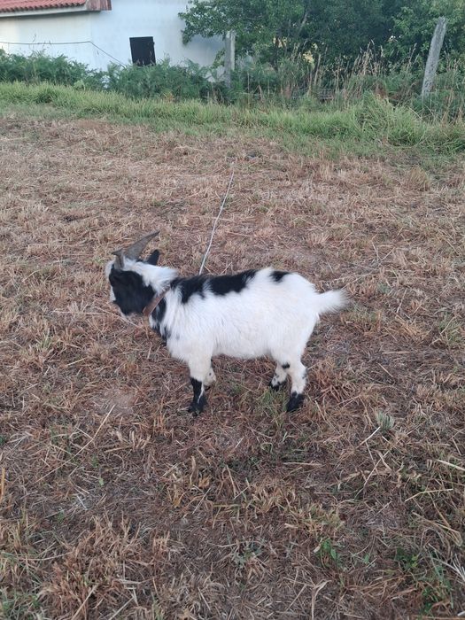 Bodes Micro Anão