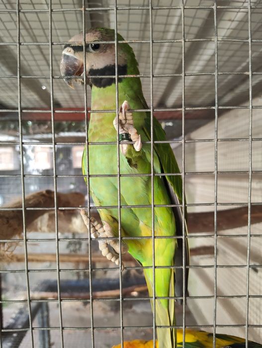 Ringnecks , alexandrinos , mustaches