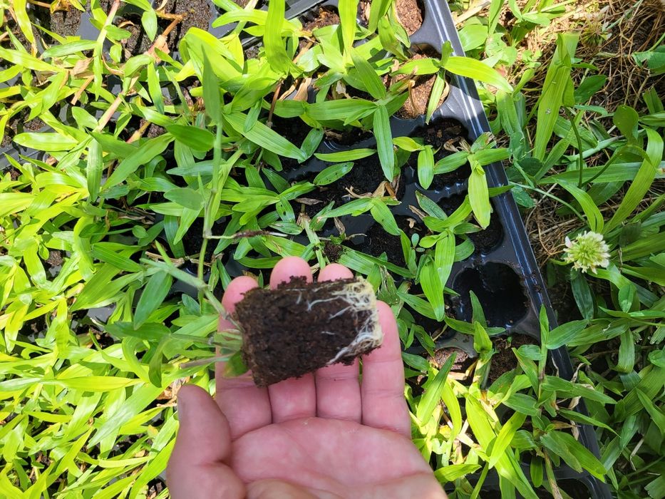 Relva Brasileira em Tabuleiros