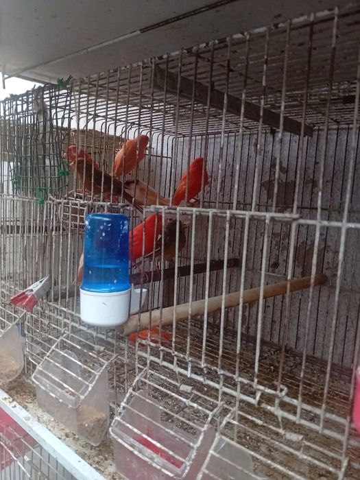 Tenho alguns canarios