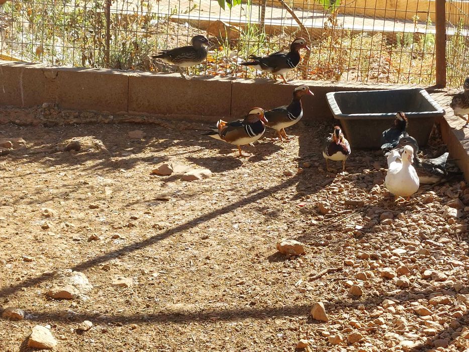 Patos mandarins de 2025