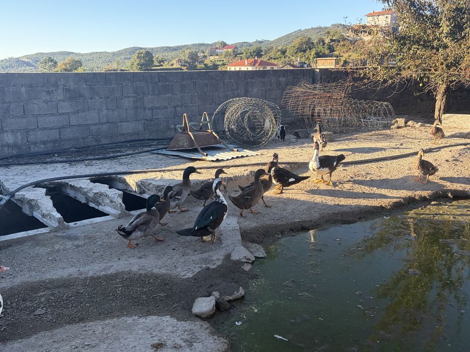 Ninhada de patos reais