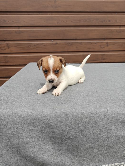 Jack Russell Terrier krótkowłosy  suczka