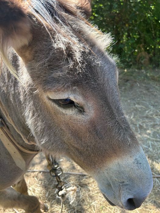 Burro macho capado muito meigo