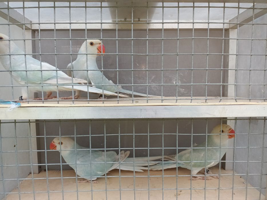 Aleksandretty obrożne 2025r 4szt niebieski turkus pallid