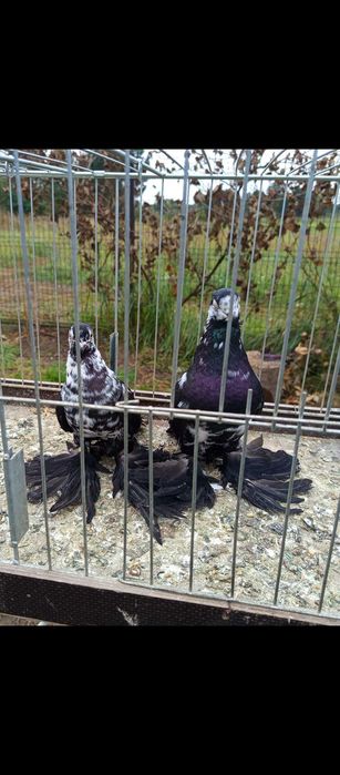 Gołębie ozdobne wiedyny