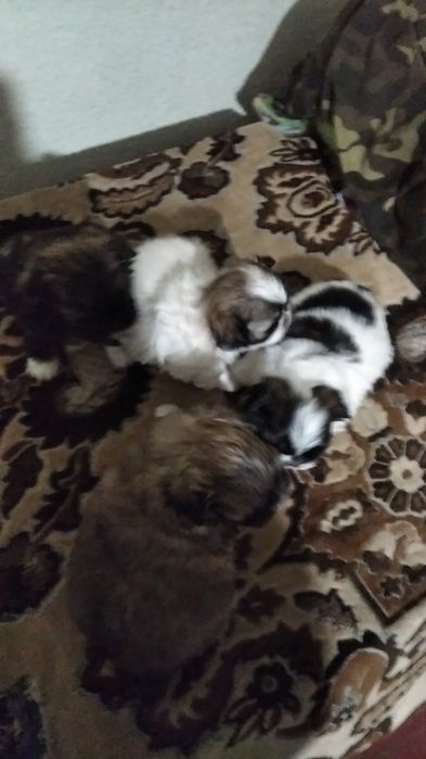 Чудові пікінесики шукають собі нову родину