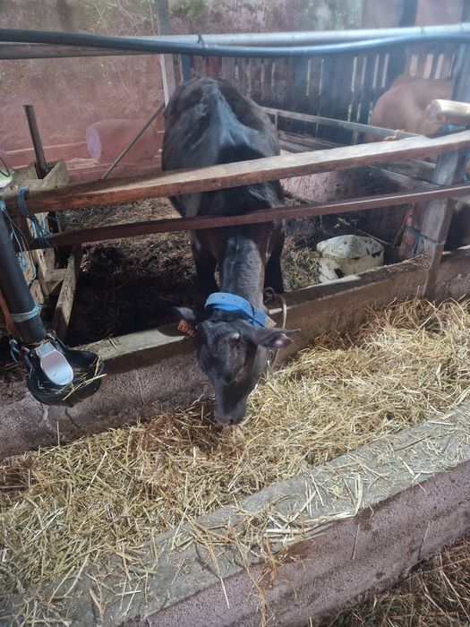 Vitelo cruzado de limusine