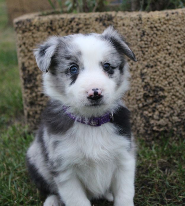 ZAREZERWOWANA!!!GOTOWE DO ODBIORU Border collie suczka blue merle