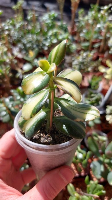 Crassula  Ogre Ears  Крассула Вуха Огра
