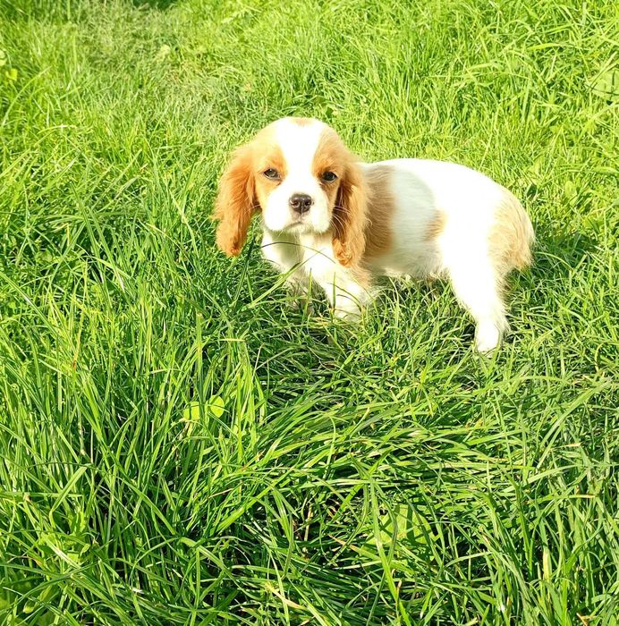 Cavalier King Charles Spaniel piesek