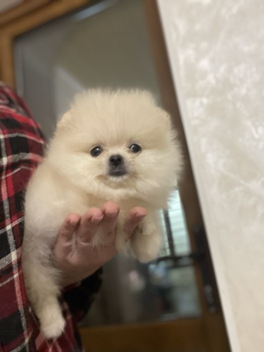 Гарненька міні  дівчинка та хлопчик