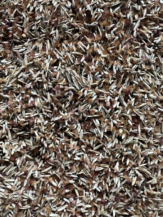CHABER BŁAWATEK nasiona 1kg miododajne dla pszczół łąka kwietna zbiór 2026