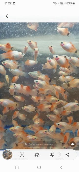 Різні акваріумі рыбки