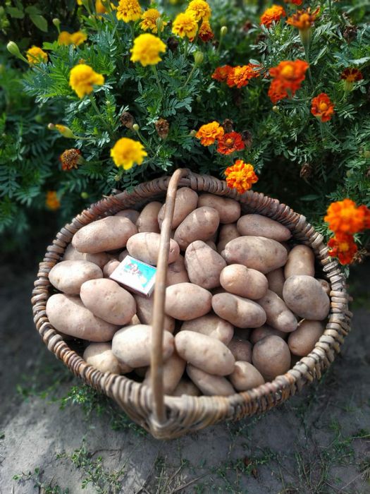 Американка посадочна сіменна картопля посадкова