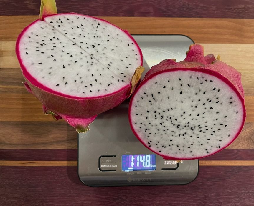 Mudas de pitaya Golden Yellow (Auto-Fertil)