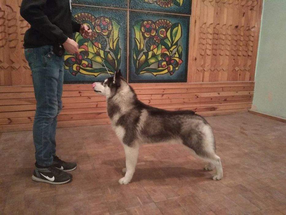 В'язка кобель Сибірської хаскі