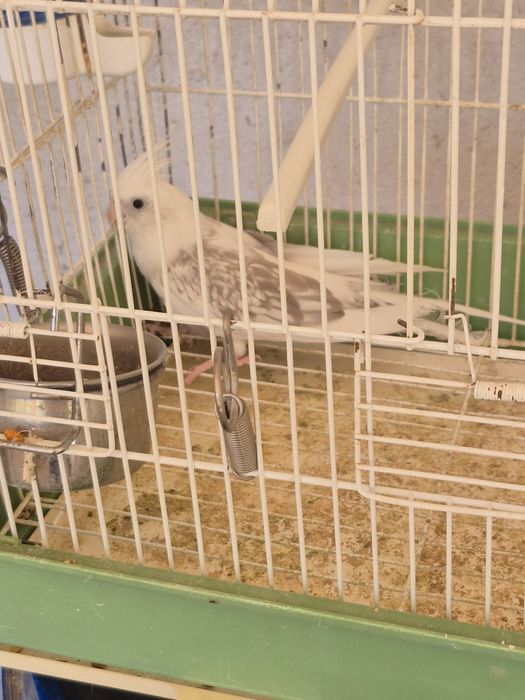 Casal de caturras