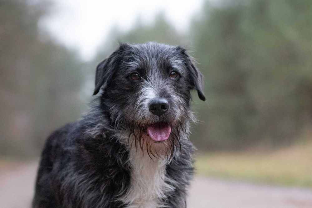 GOLEX - mały wesoły piesek poleca się do adopcji