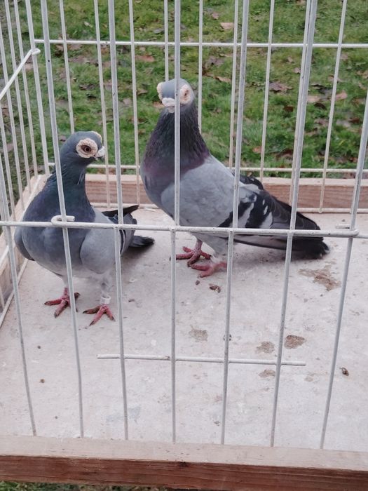 Gołębie ozdobne Brodawczak Polski