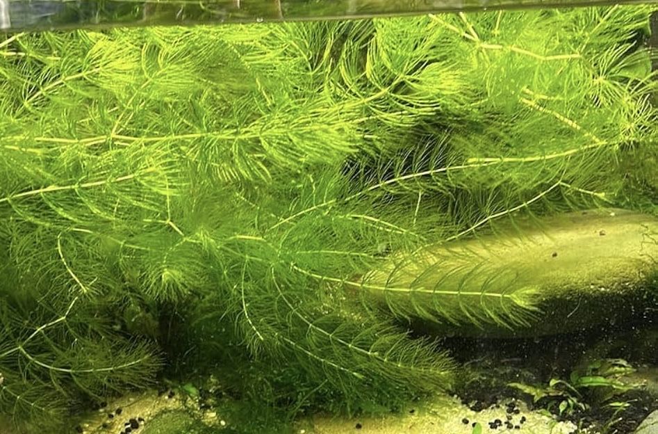 Planta Foxtail aquario