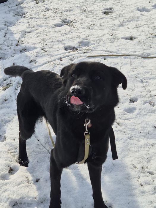 Pieski do adopcji Oleśnica!