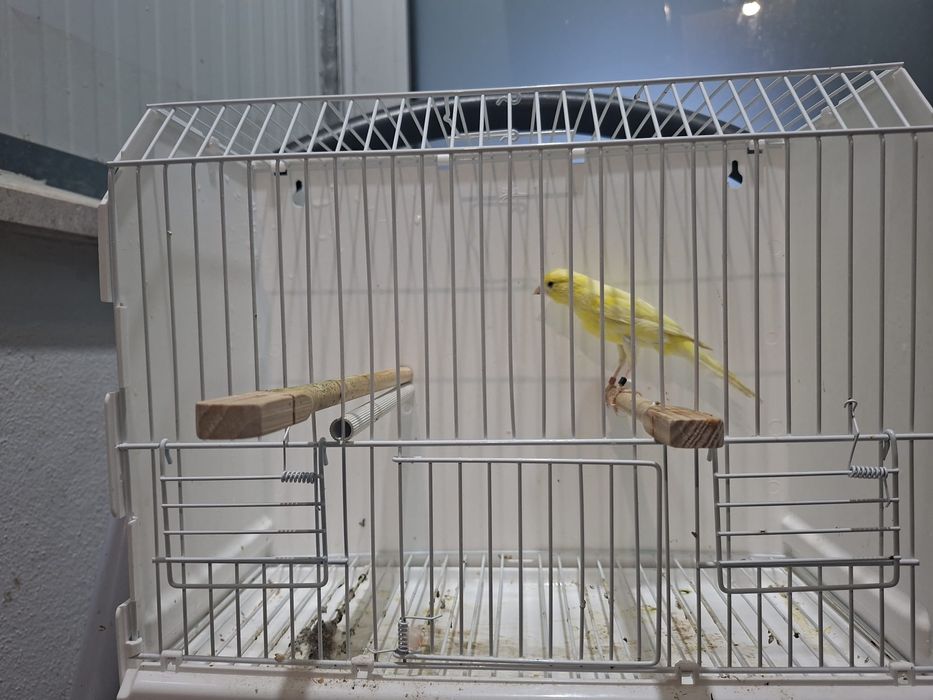 Canario largues espanhok