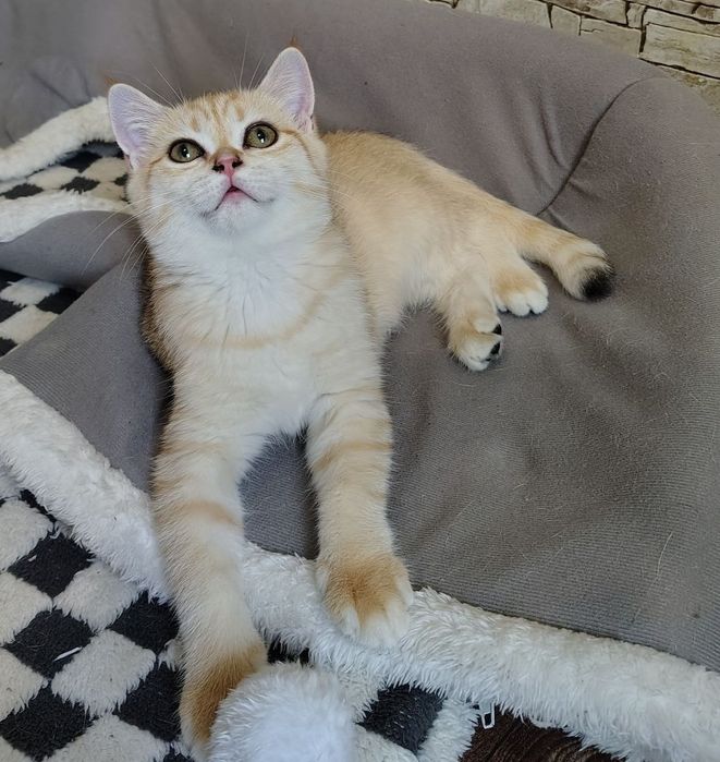 Шотландські кошенята