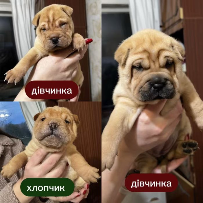 цуценята ШАРПЕЙ