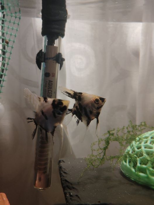 Escalares koi 9cm