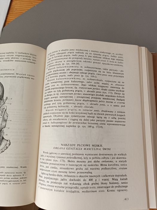 Anatomia zwierząt Krysiak Świeżyński