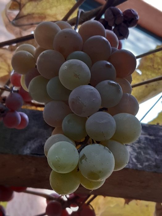 Okazja! Winogrona Ekologiczne na Kompot Wino Mrożone gniecione