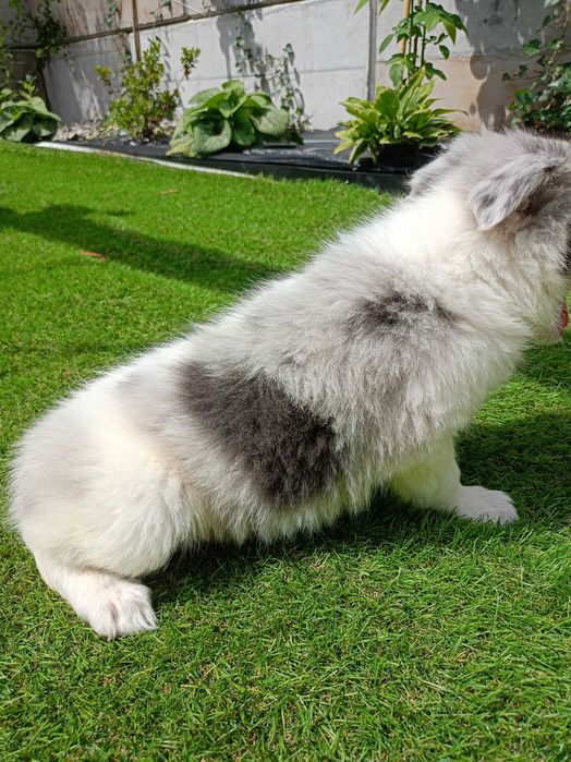 Piesek Border Collie blue merle