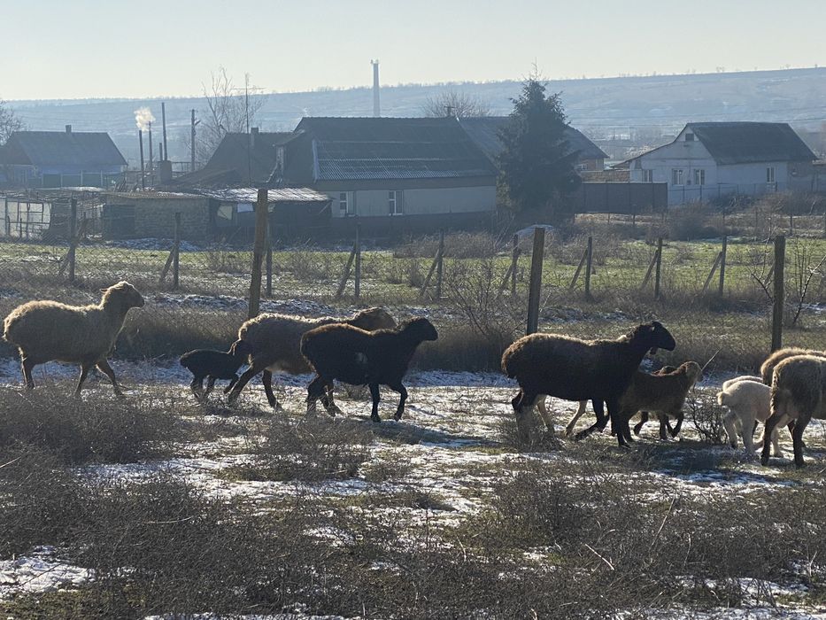 Срочно продам овец курдючной породы