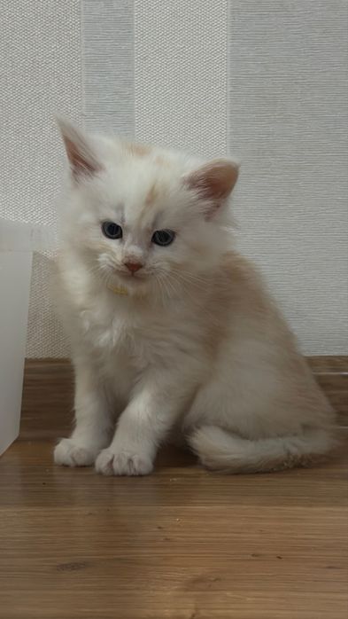 Кошенята Мейн кун