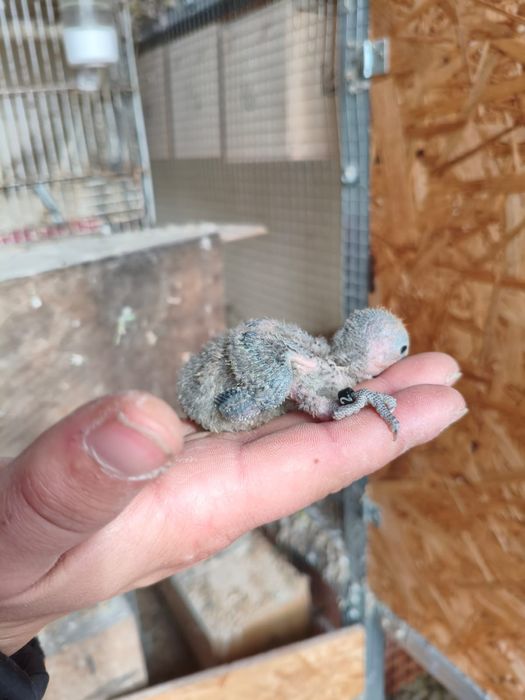 Agaponis roseicollis para criar a mao