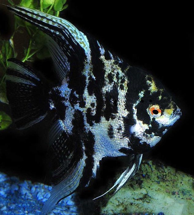 Żaglowiec skalar odmiana MARMURKOWA - Pterophyllum - dowóz, wysyłka