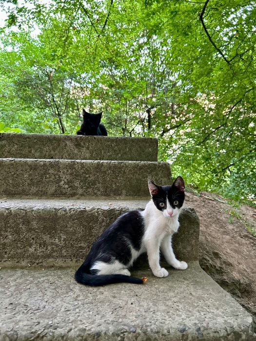 Котики в пошуках дому