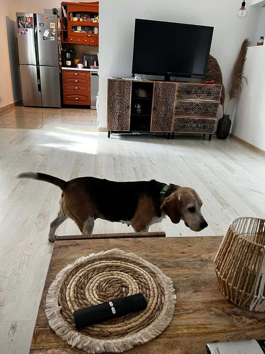 Suczka szuka dobrego domu