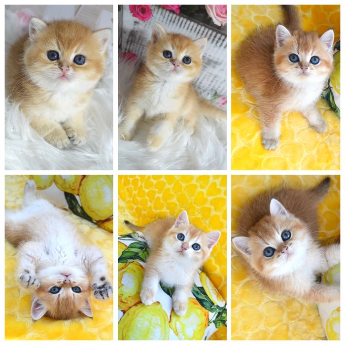 Британська золота шиншила кошенята