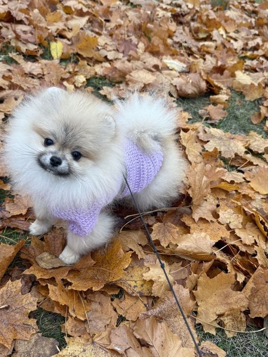 Міні красуня померанського шпіца