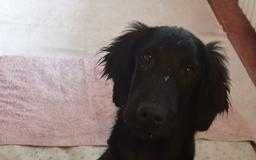 Flat Coated Retriever szczeniak 4 MIESIĄCE piesek - FCI -ZKwP