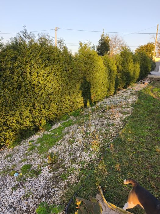 Serviços jardinagem